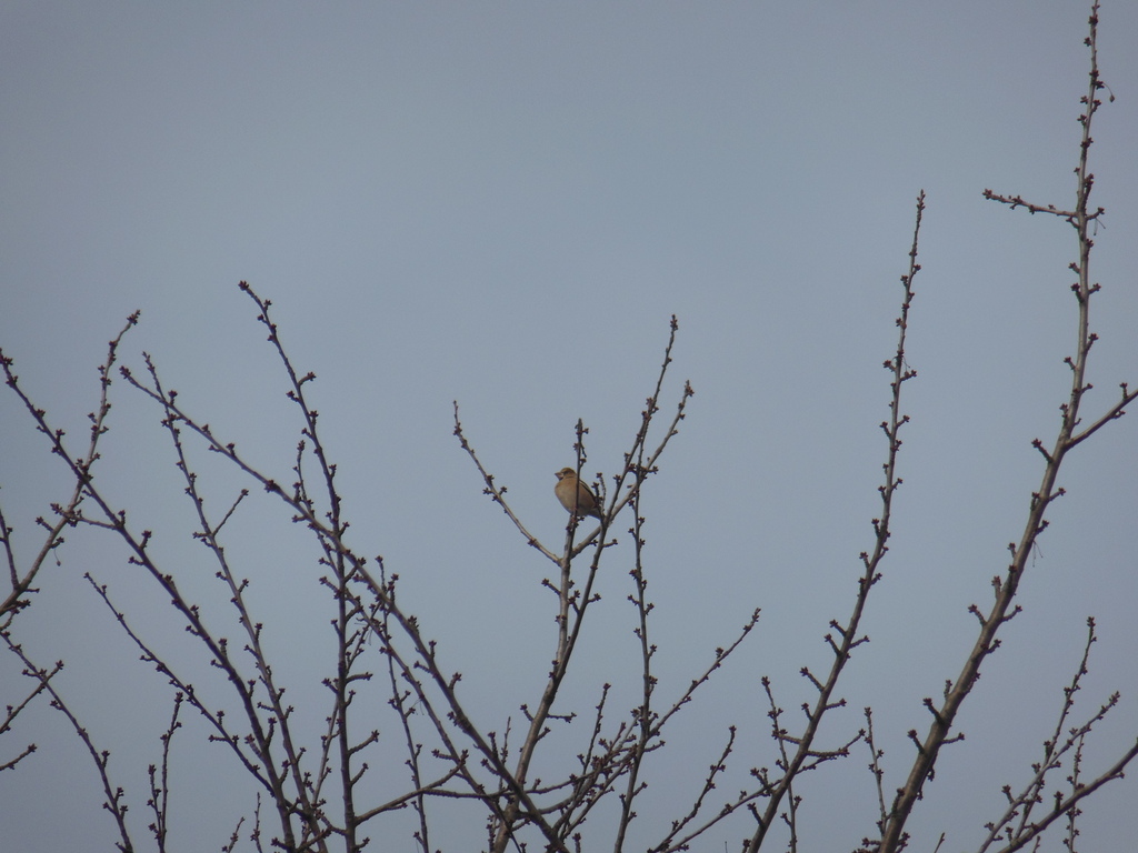 Western Hawfinch