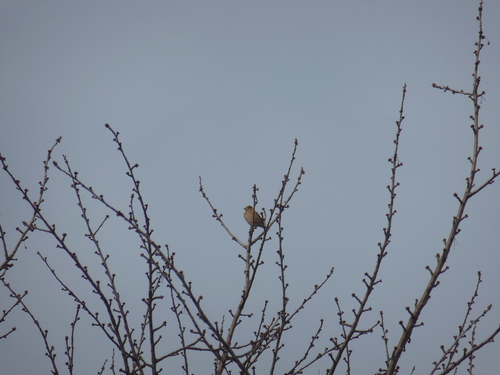 Western Hawfinch