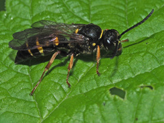 Argogorytes mystaceus