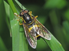 Chrysotoxum bicinctum