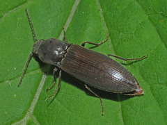 Agriotes