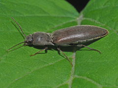 Agriotes