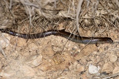 Calyptotis scutirostrum