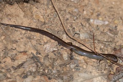 Calyptotis scutirostrum