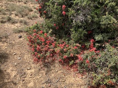 Schotia afra afra