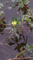 Ludwigia taiwanensis