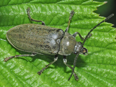Dascillus cervinus