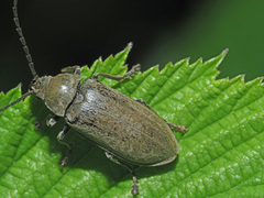 Dascillus cervinus