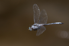 Zygonyx natalensis
