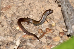 Calyptotis scutirostrum