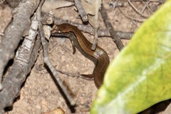 Calyptotis scutirostrum