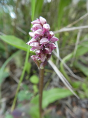 Neotinea maculata
