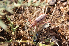 Ephippiger terrestris