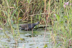 Paragallinula angulata