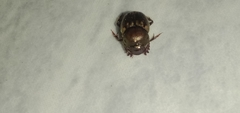 Onthophagini