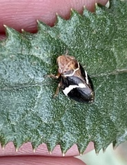 Bathyllus albicinctus