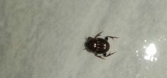 Onthophagini