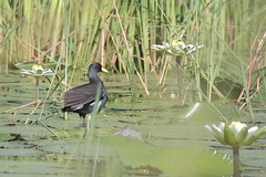Paragallinula angulata