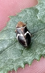 Bathyllus albicinctus