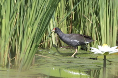 Paragallinula angulata