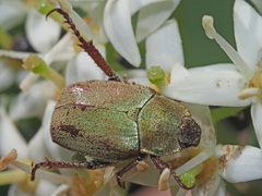 Hoplia argentea