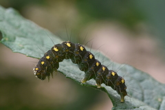 Xanthodes transversa