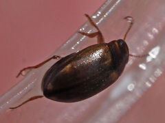 Hydroporus