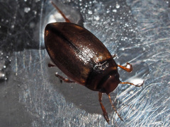 Hydroporus