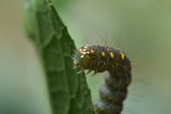 Xanthodes transversa