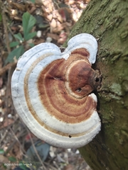 Microporus affinis