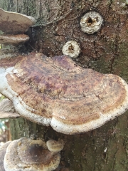 Microporus affinis