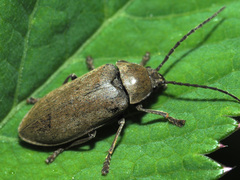 Dascillus cervinus