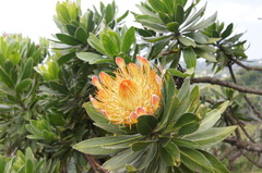 Protea roupelliae roupelliae