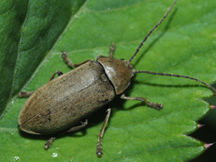 Dascillus cervinus