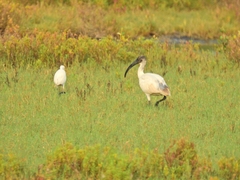 Threskiornis melanocephalus