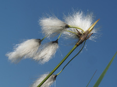 Eriophorum latifolium