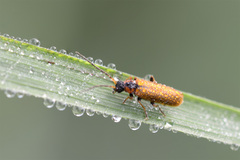 Rhagonycha nigriventris