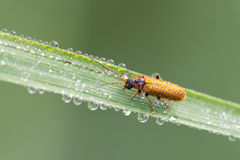 Rhagonycha nigriventris