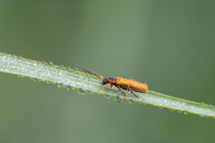 Rhagonycha nigriventris