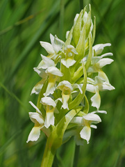 Dactylorhiza incarnata ochroleuca