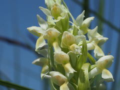 Dactylorhiza incarnata ochroleuca