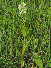 Dactylorhiza incarnata ochroleuca