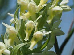 Dactylorhiza incarnata ochroleuca