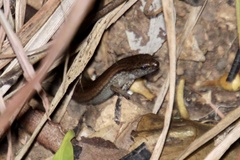 Calyptotis scutirostrum