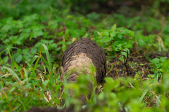 Manis pentadactyla pentadactyla