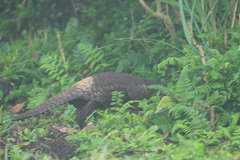 Manis pentadactyla pentadactyla