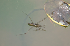 Aquarius elongatus