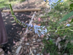 Veronica derwentiana