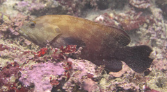 Cephalopholis nigripinnis