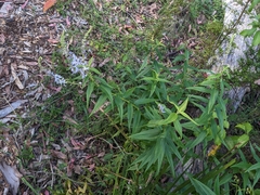 Veronica derwentiana